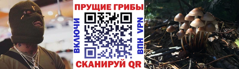 Галлюциногенные грибы Psilocybine cubensis  Купить  Спас-Деменск 